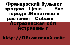 Французский бульдог продам › Цена ­ 1 - Все города Животные и растения » Собаки   . Астраханская обл.,Астрахань г.
